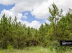 Hunting property for sale in Beauregard Parish, Louisiana