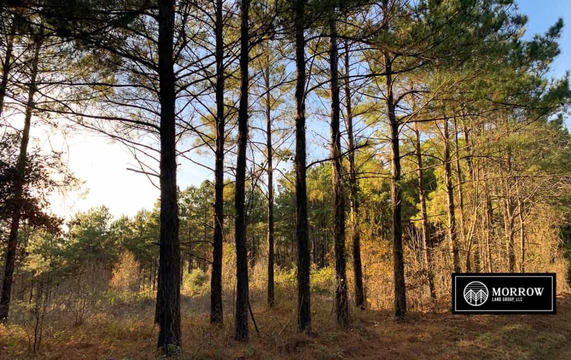 Land for sale near Toledo Bend Lake off of Tennessee Bay Road in Sabine Parish