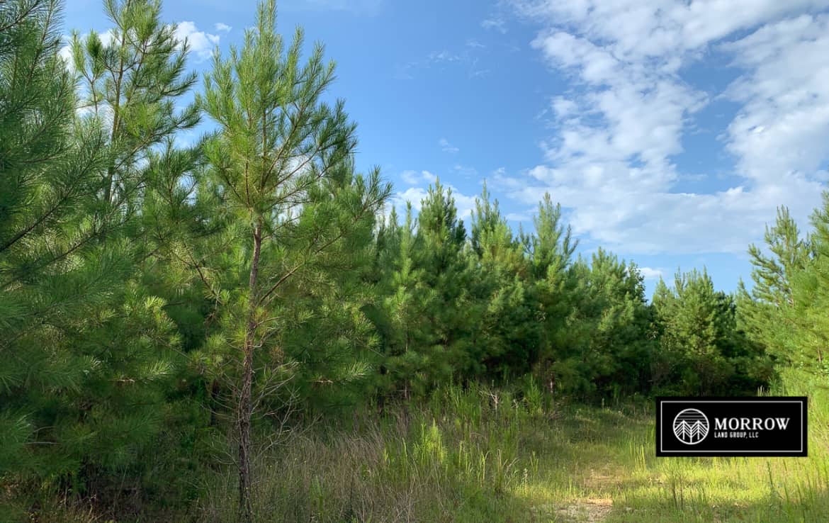 Rural land for sale in Vernon Parish, Louisiana