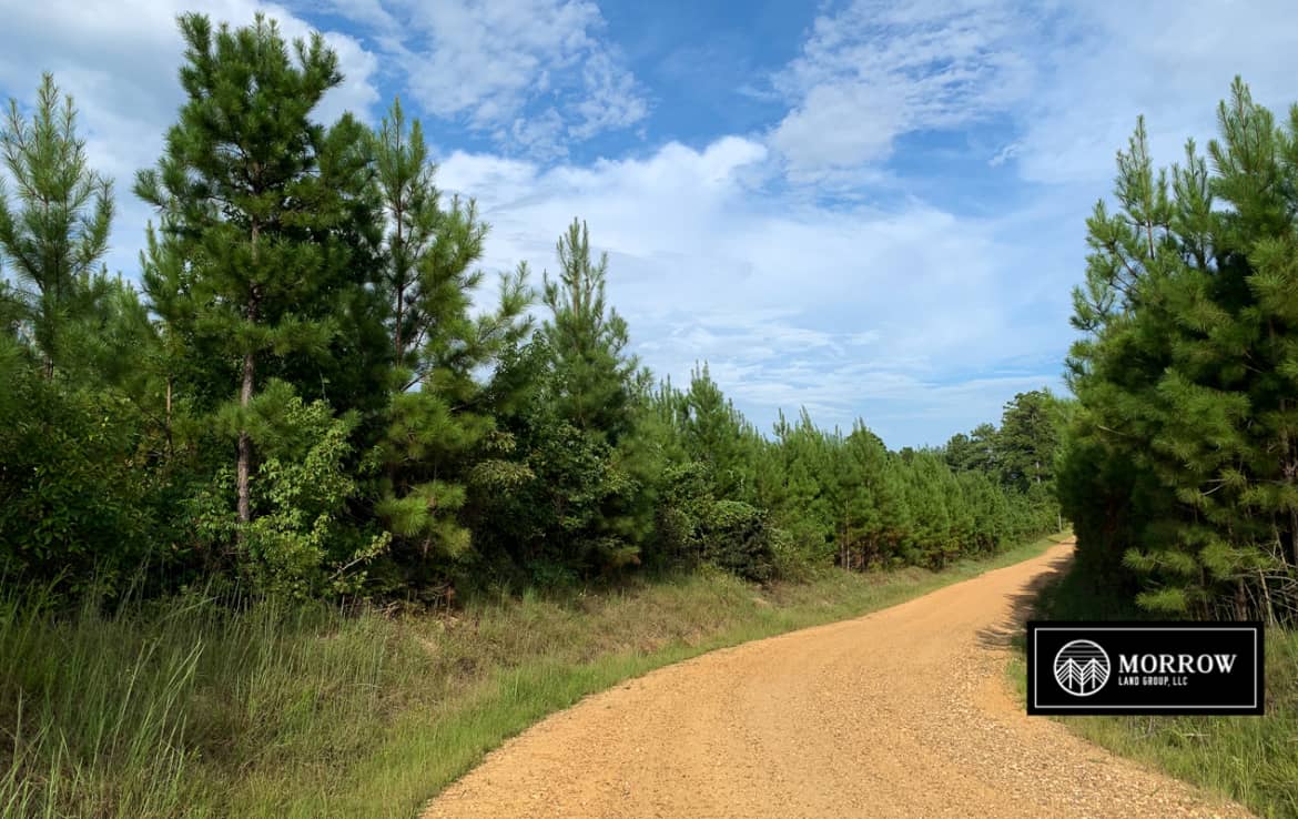 Timber property for sale off of Laurel Hill Road in Vernon Parish, Louisiana