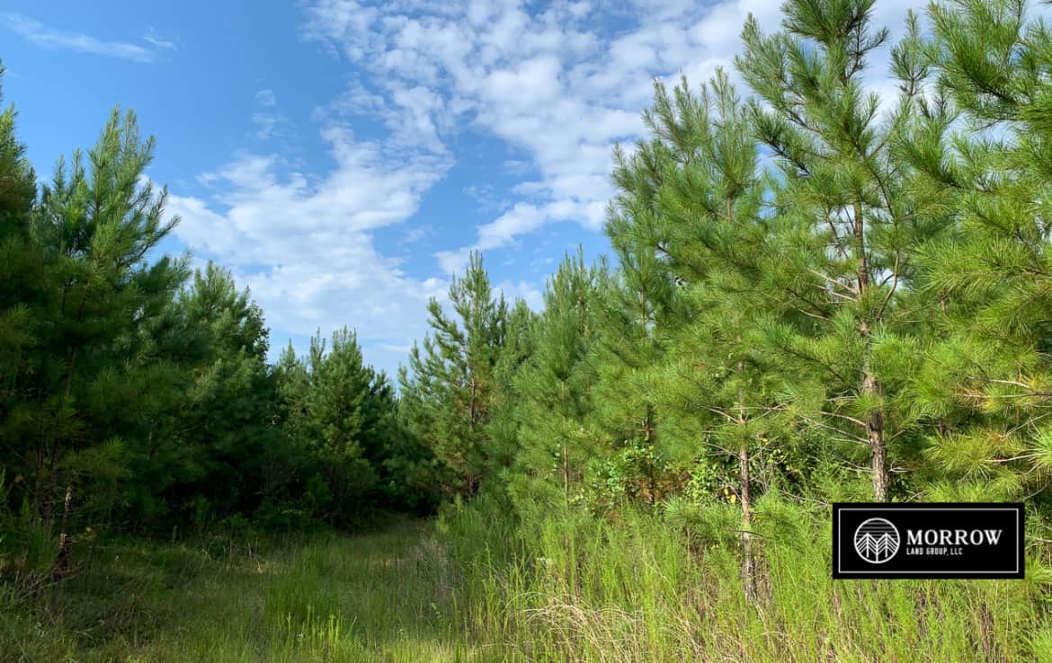 Timberland property for sale off of Laurel Hill Road in Vernon Parish, Louisiana