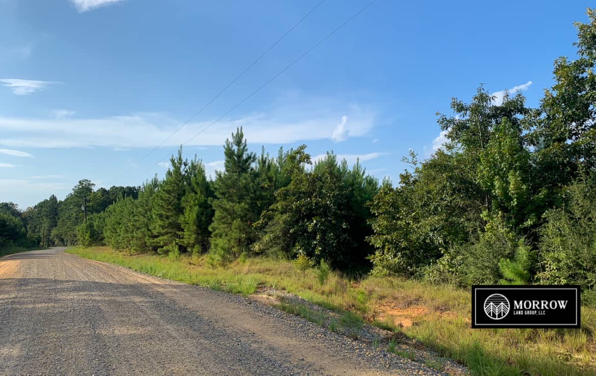 Rural timberland for sale off of Laurel Hill Road in Lacamp, Louisiana