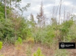 Sabine Preserve