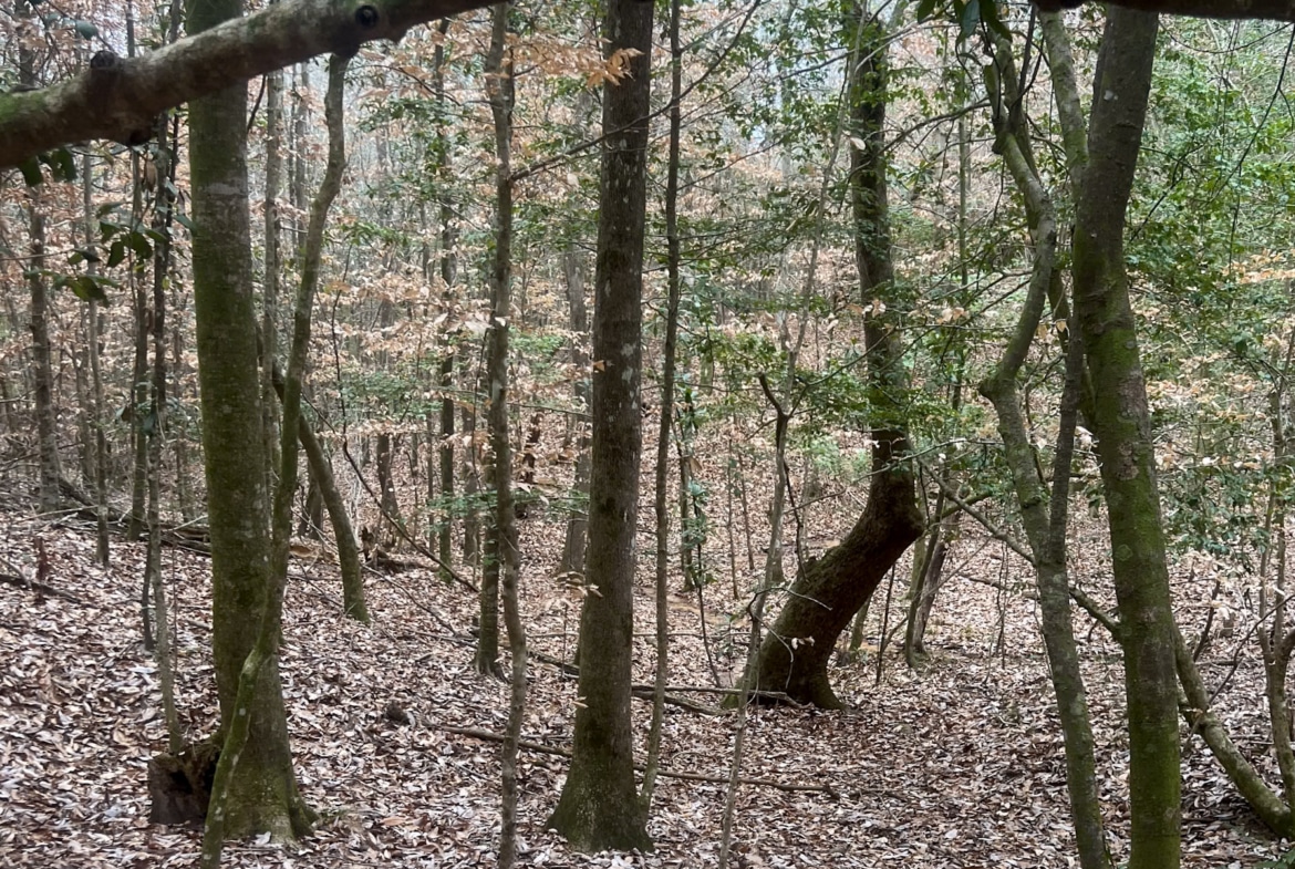 Land for sale in Jasper County, TX