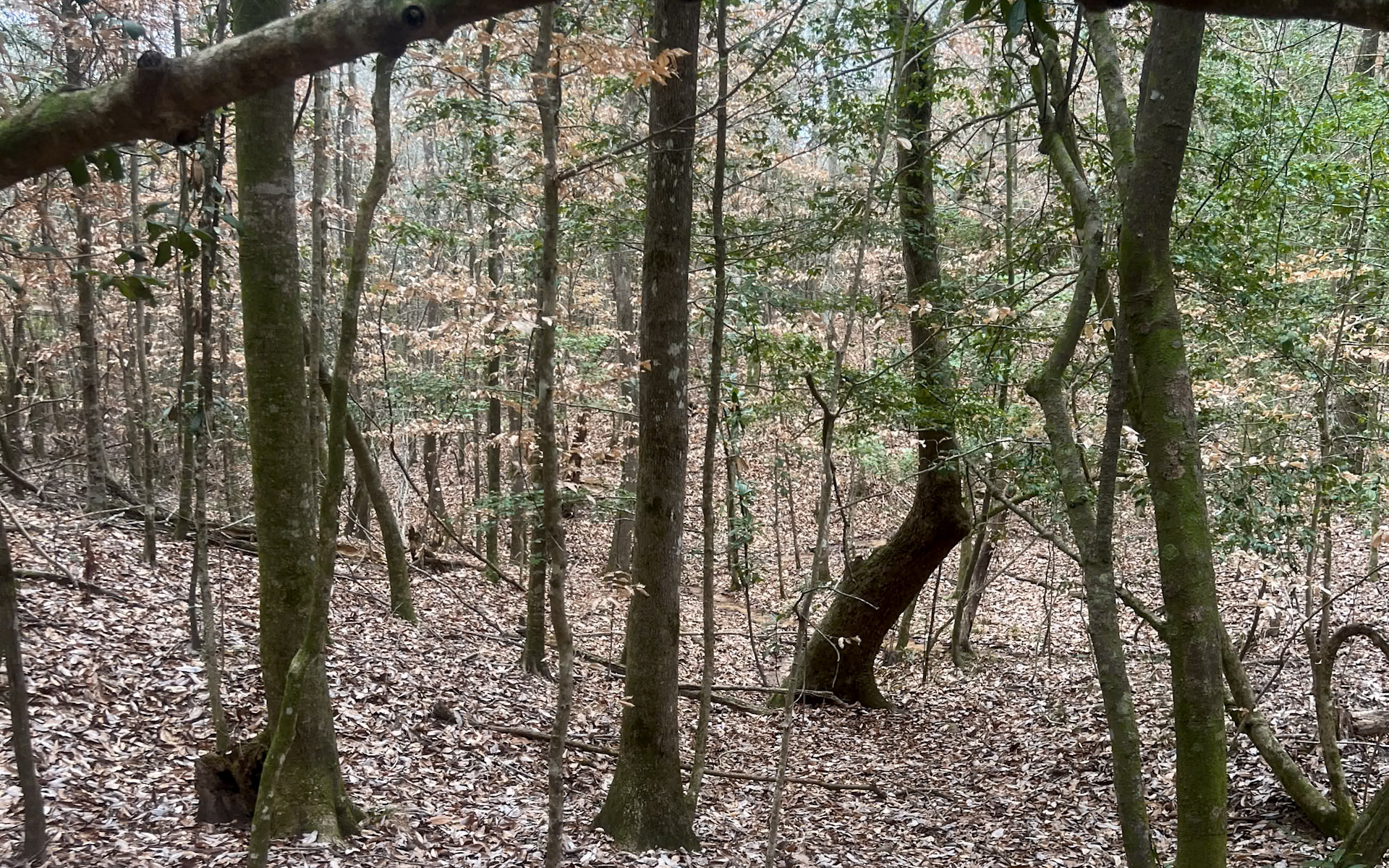 Land for sale in Jasper County, TX