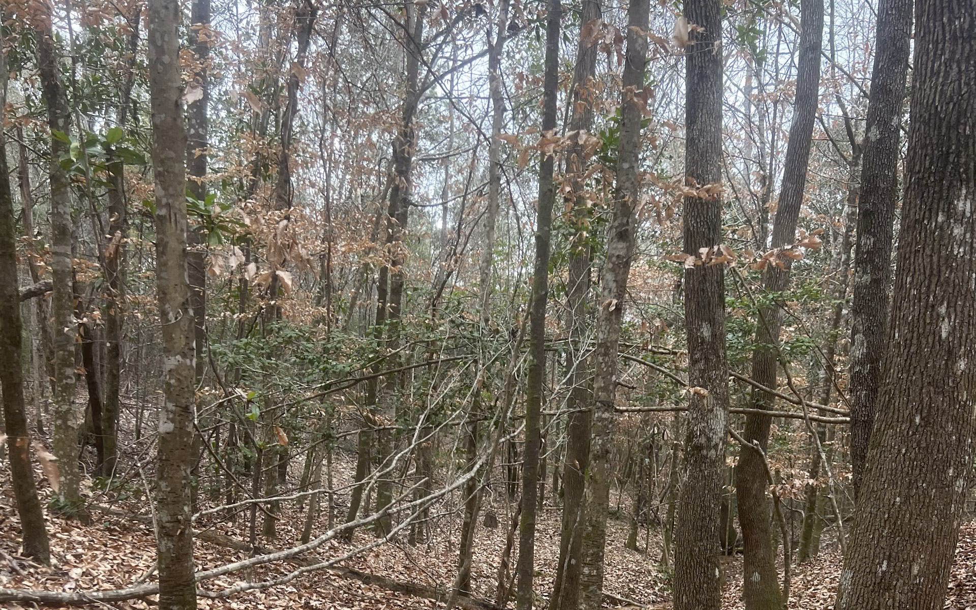 Land for sale in Jasper County, TX
