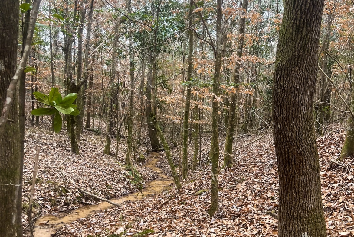 Land for sale in Jasper County, TX