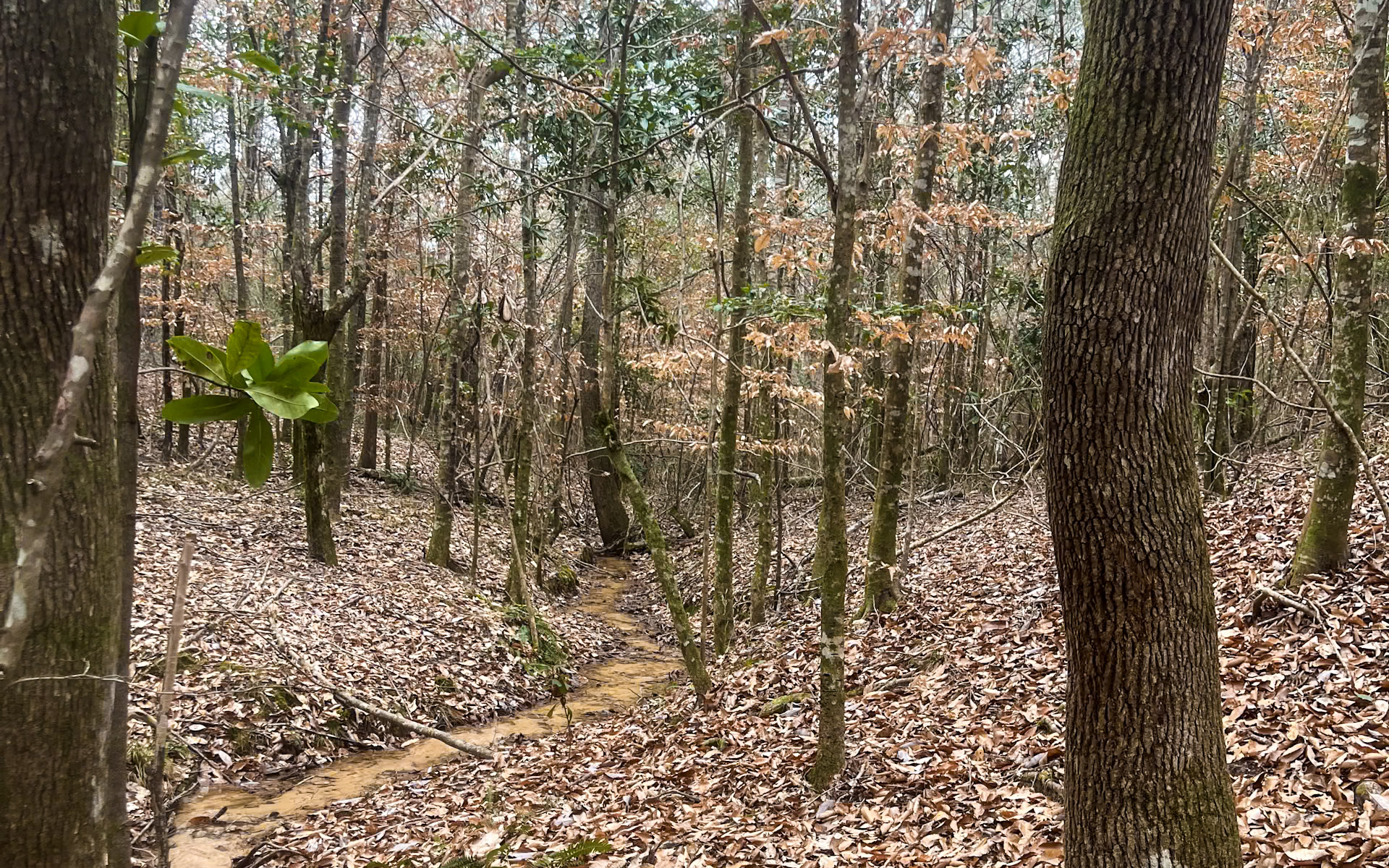 Land for sale in Jasper County, TX