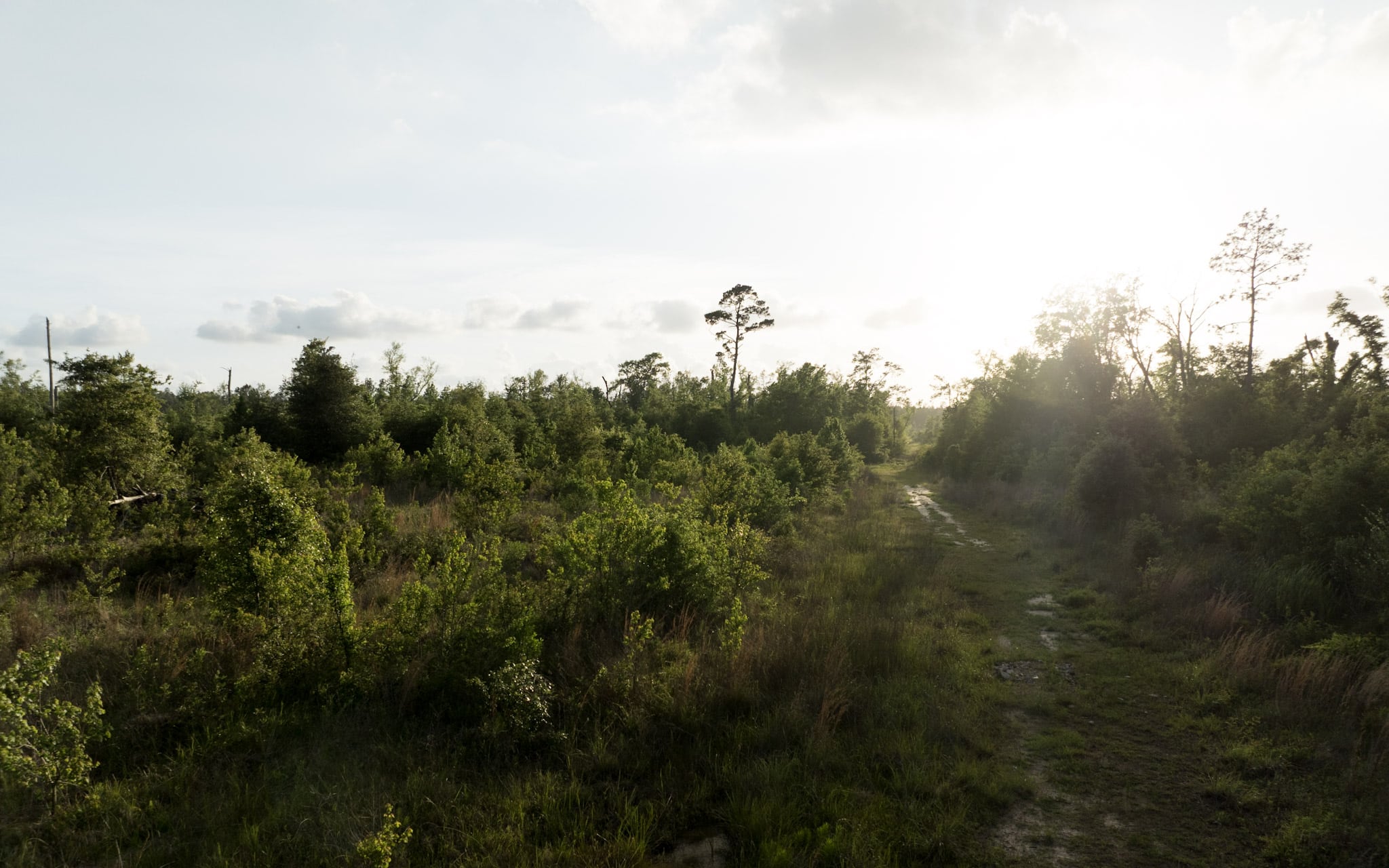 Dickerson Road Tract in Beauregard Parish, LA