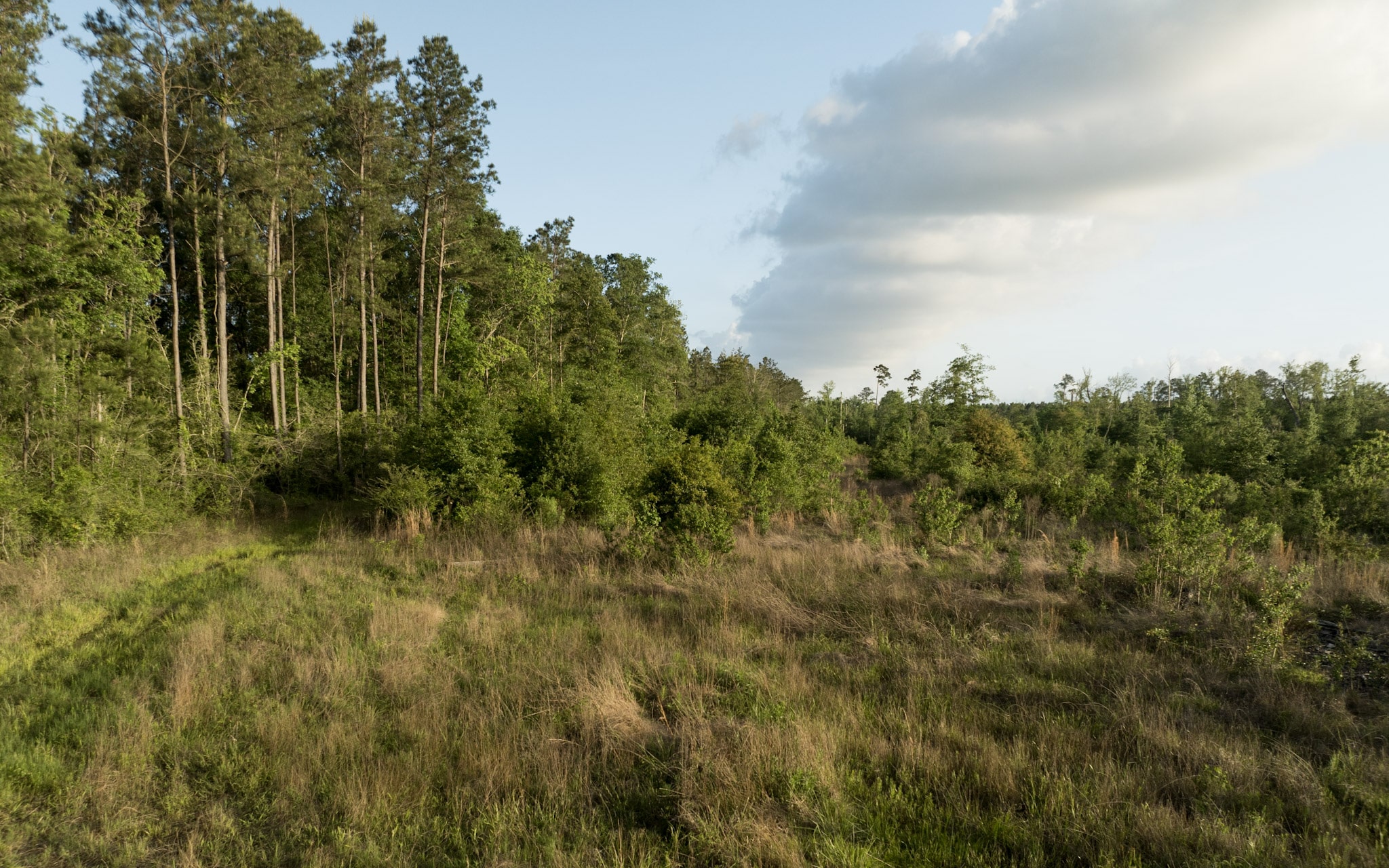 Dickerson Road Tract in Beauregard Parish, LA