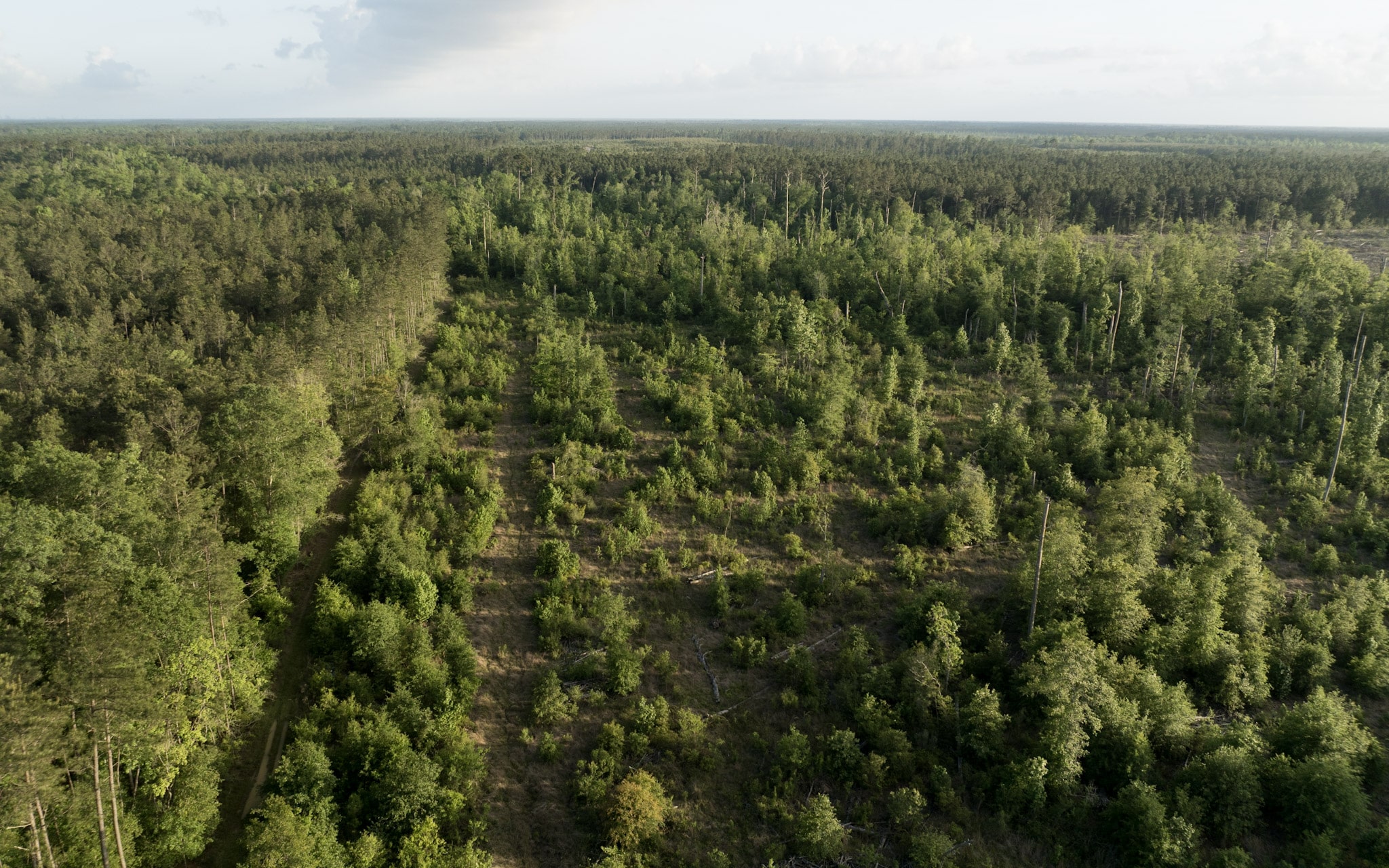 Dickerson Road Tract in Beauregard Parish, LA