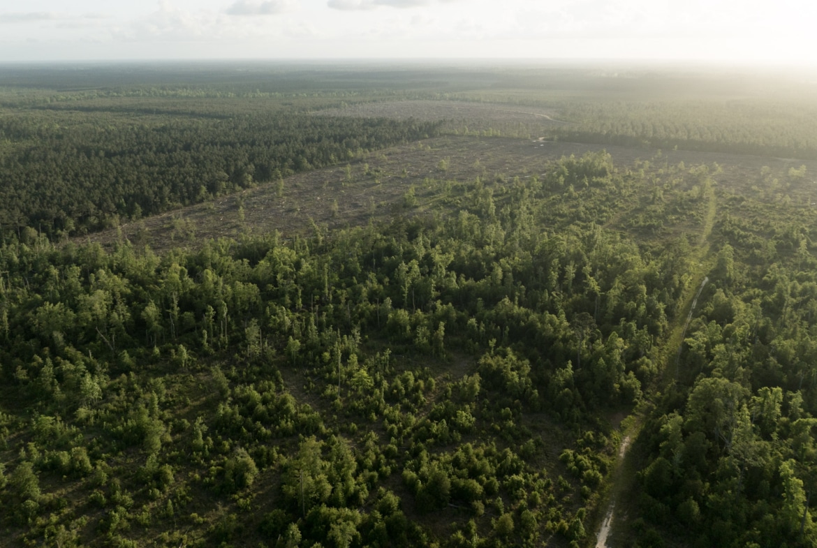 Dickerson Road Tract in Beauregard Parish, LA