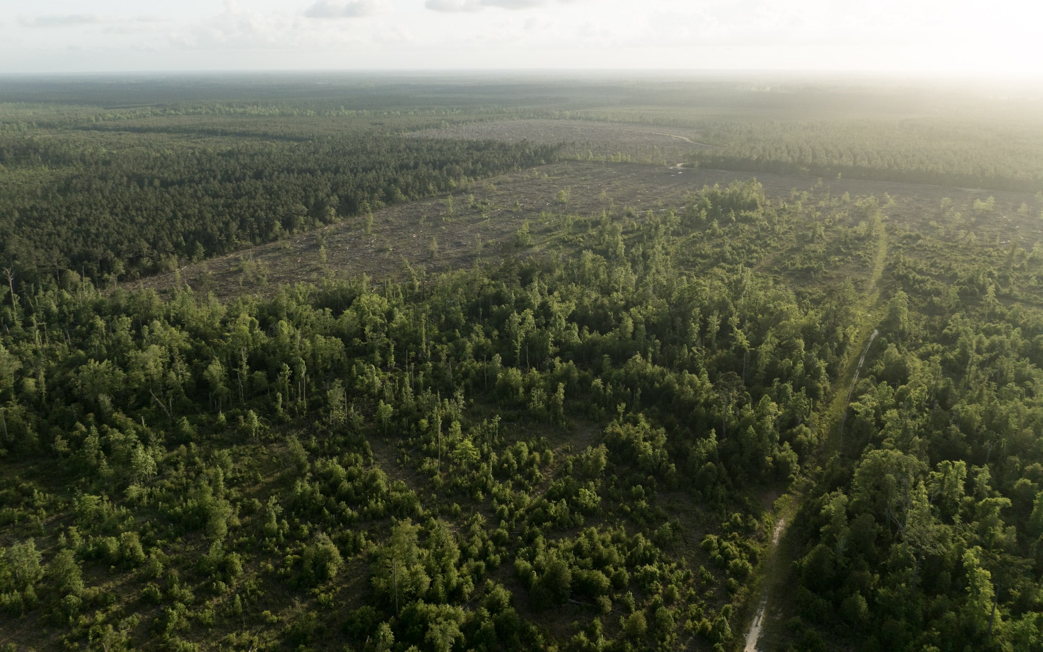 Dickerson Road Tract in Beauregard Parish, LA