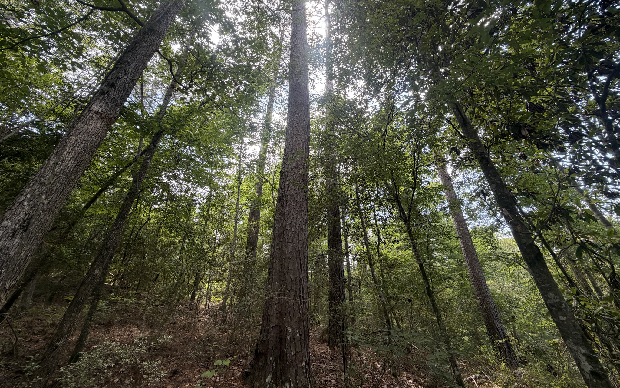 White Oak Ridge in Jasper County, TX