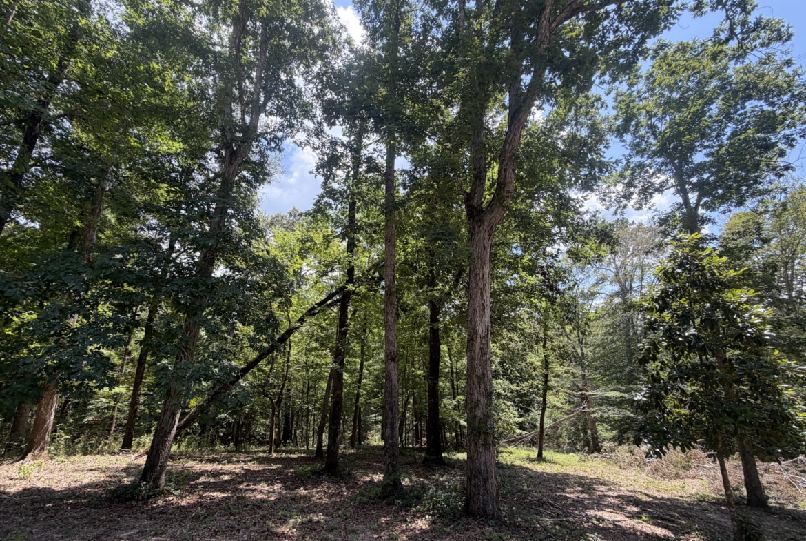 White Oak Ridge in Jasper County, TX