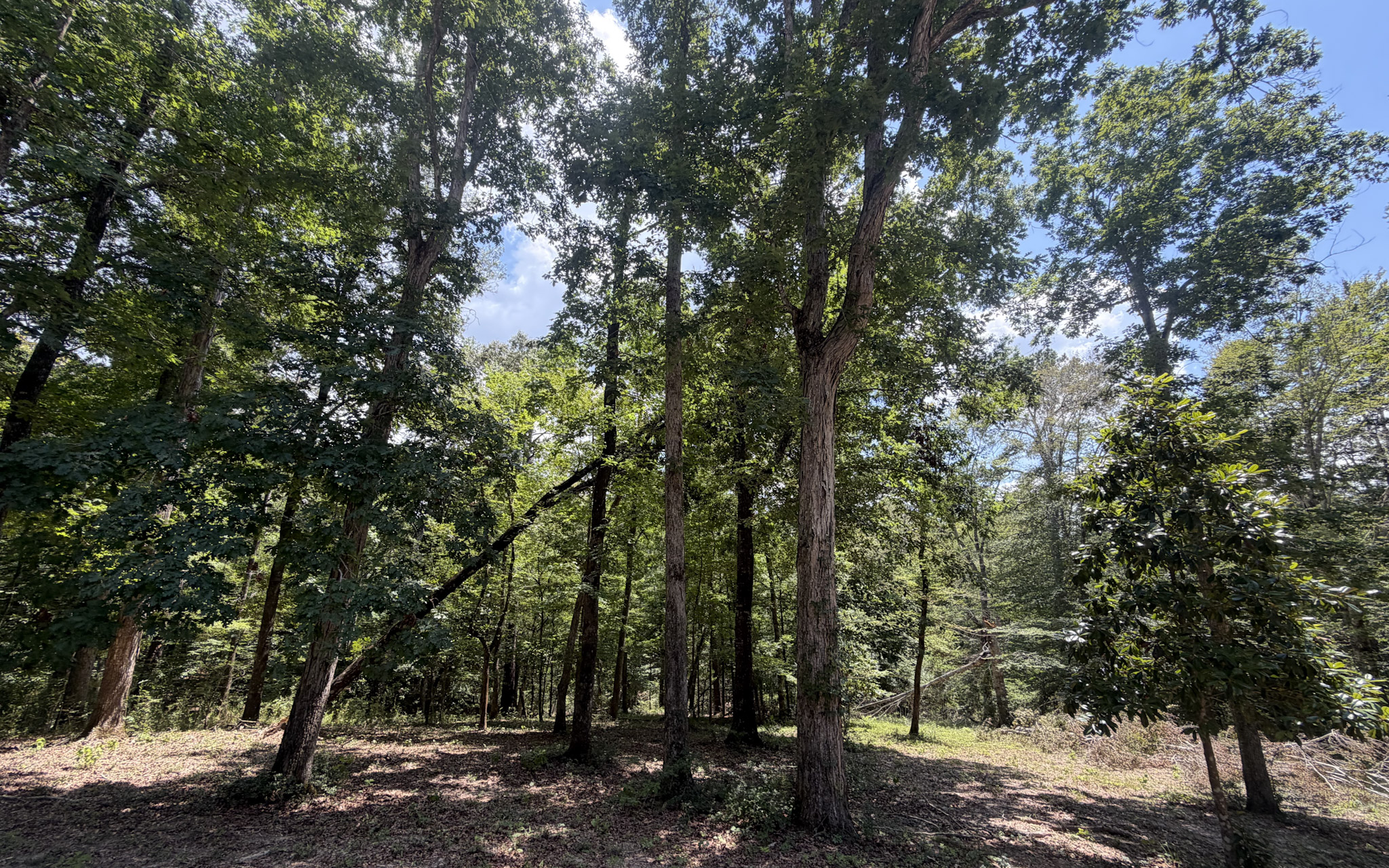 White Oak Ridge in Jasper County, TX