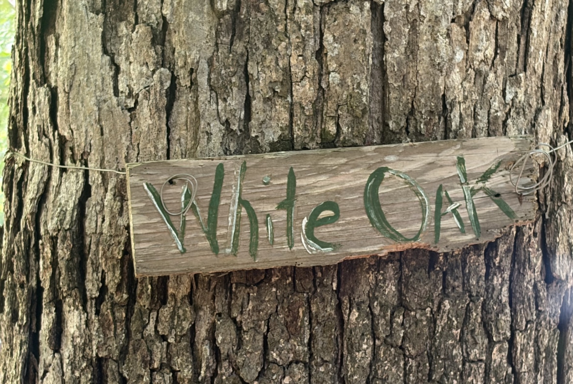 White Oak Ridge in Jasper County, TX