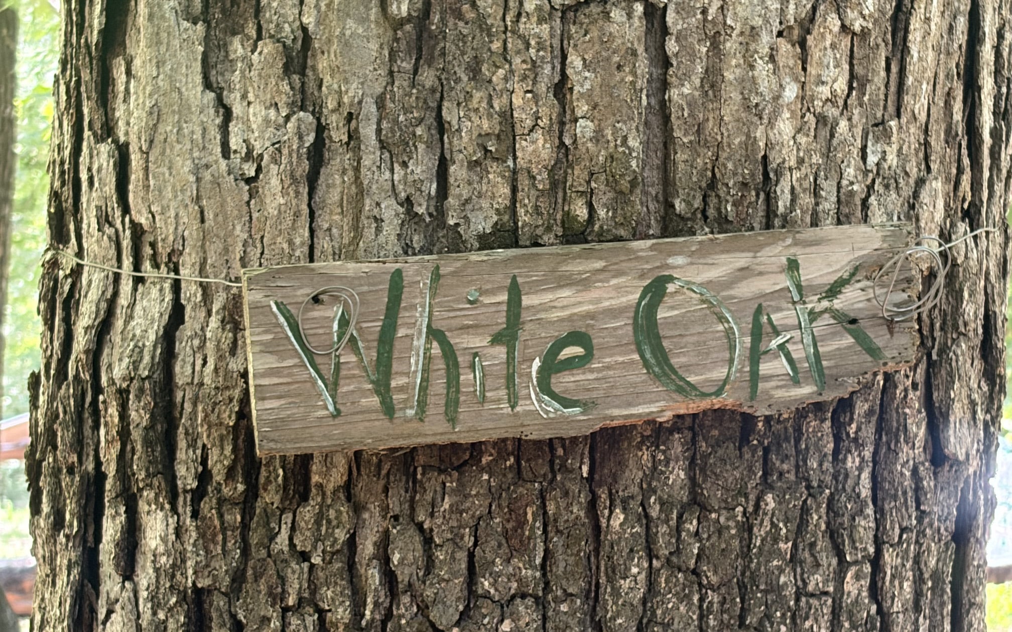 White Oak Ridge in Jasper County, TX