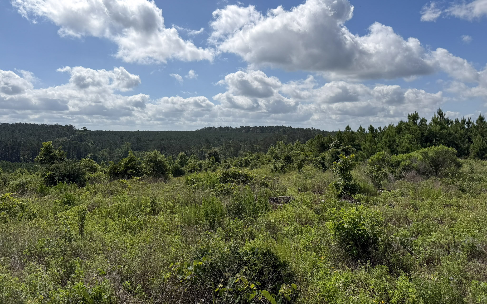 Jackson Lake Tract - Land for sale in Rusk County, TX