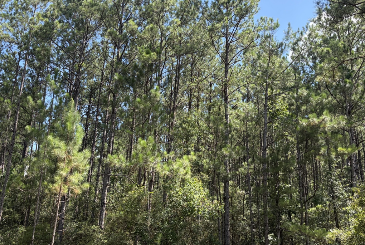 Holland Road Hideout - Land for sale in Hardin County, TX