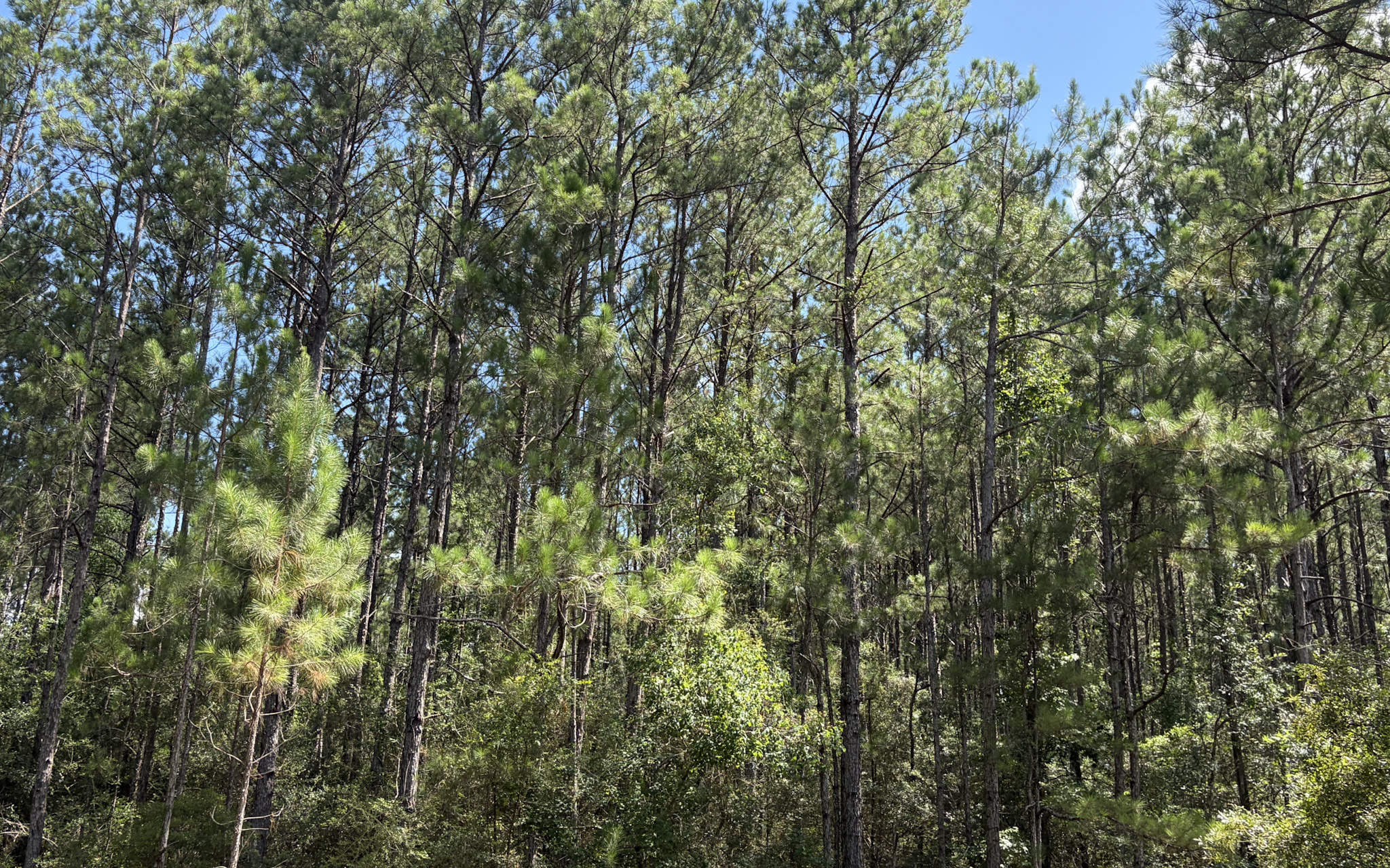 Holland Road Hideout - Land for sale in Hardin County, TX