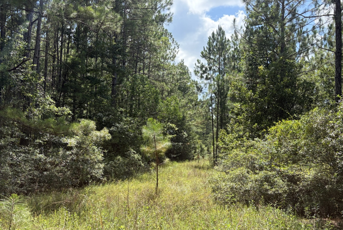 Holland Road Hideout - Land for sale in Hardin County, TX