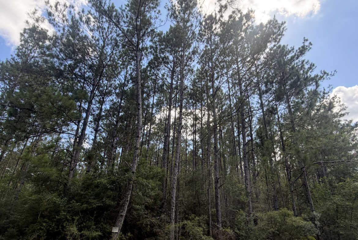 Holland Road Hideout - Land for sale in Hardin County, TX