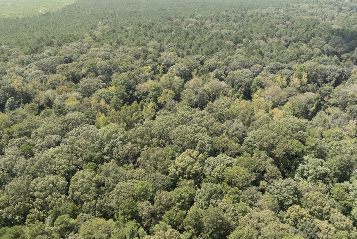 Land for sale near Turkey Creek, LA in Evangeline Parish