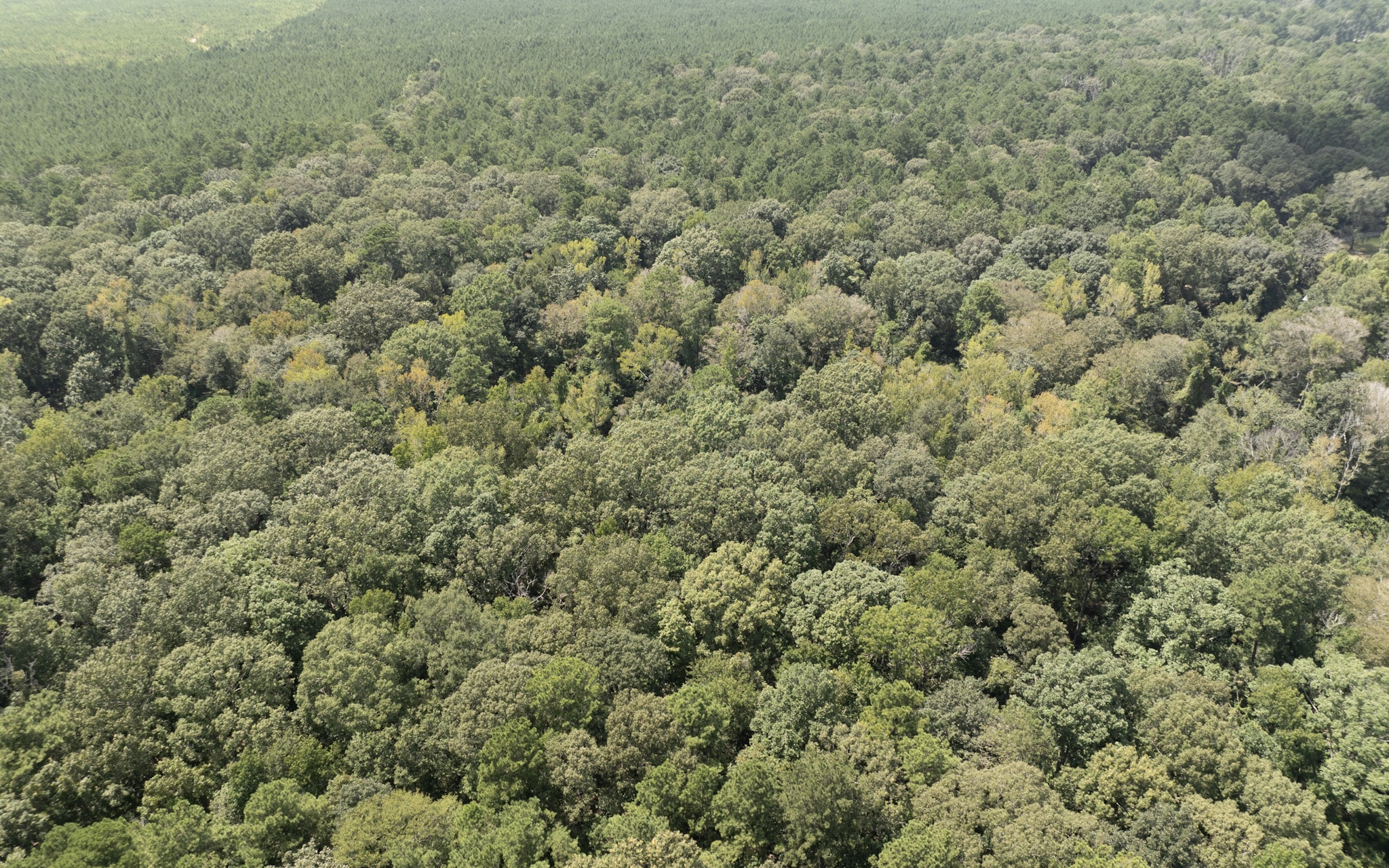 Land for sale near Turkey Creek, LA in Evangeline Parish
