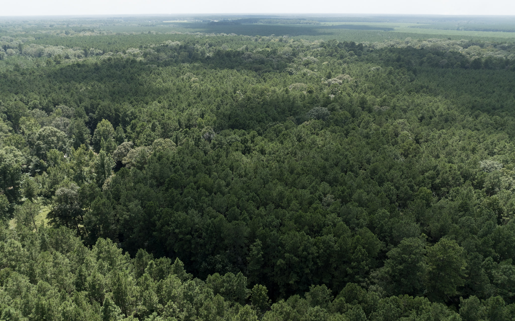 Land for sale near Turkey Creek, LA in Evangeline Parish