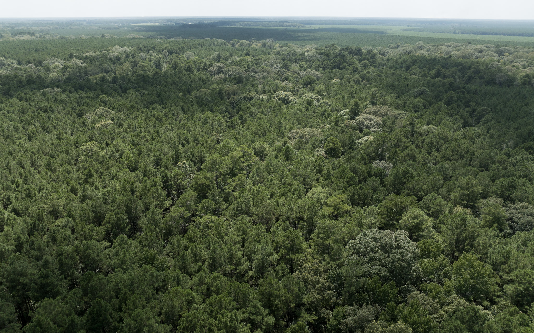 Land for sale near Turkey Creek, LA in Evangeline Parish