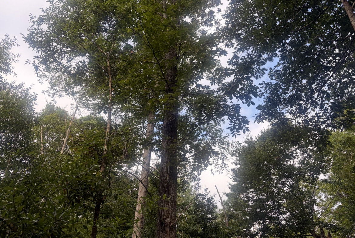 Hunting land for sale in Newton County, TX
