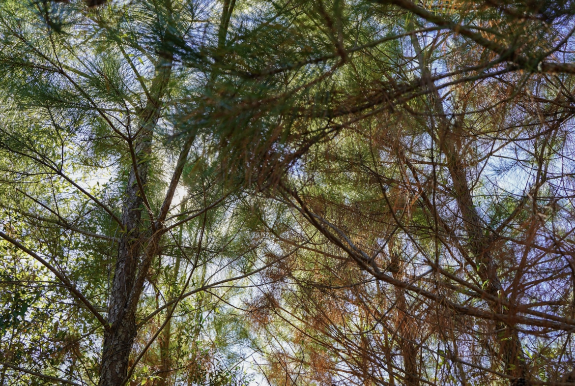 Hwy 103 - 36.93 Acres of land for sale in San Augustine County, TX