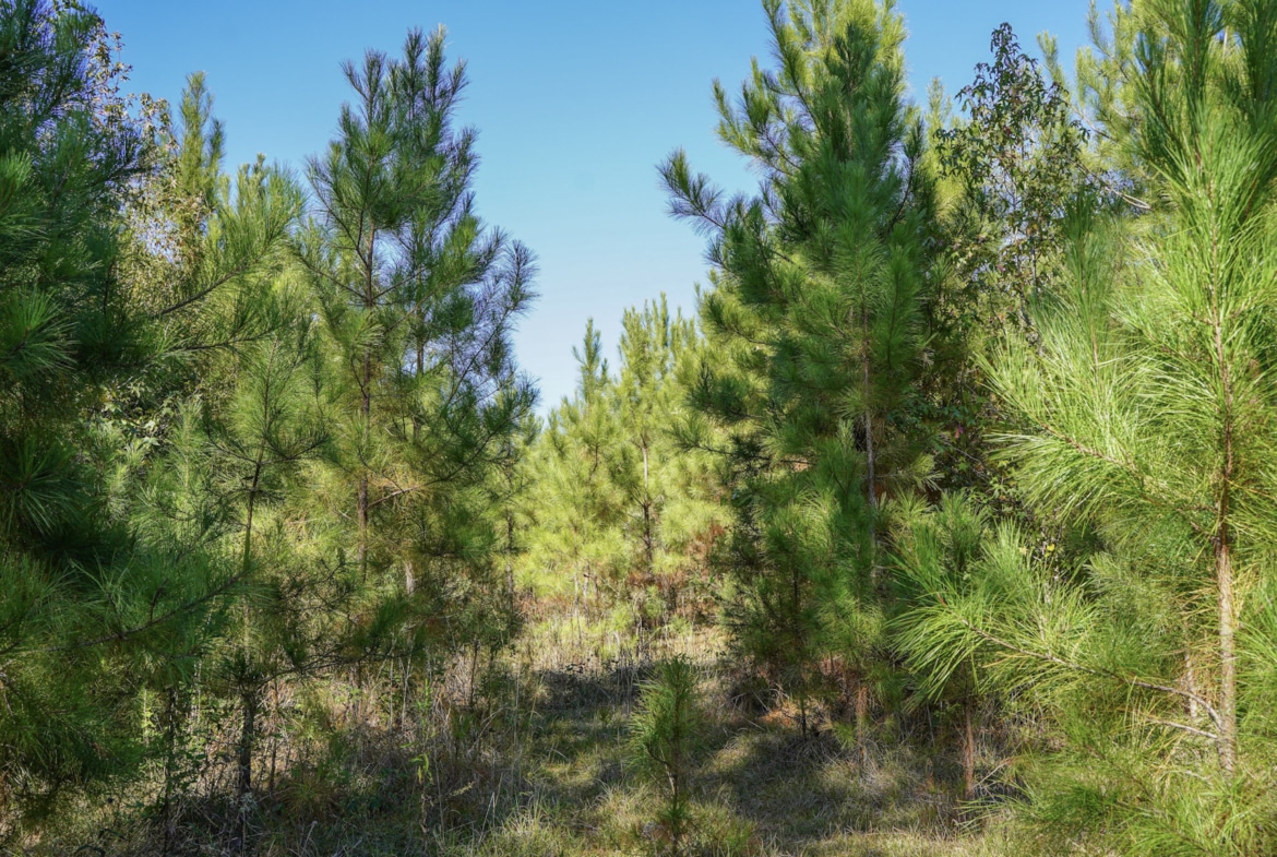 Hwy 103 - 36.93 Acres of land for sale in San Augustine County, TX