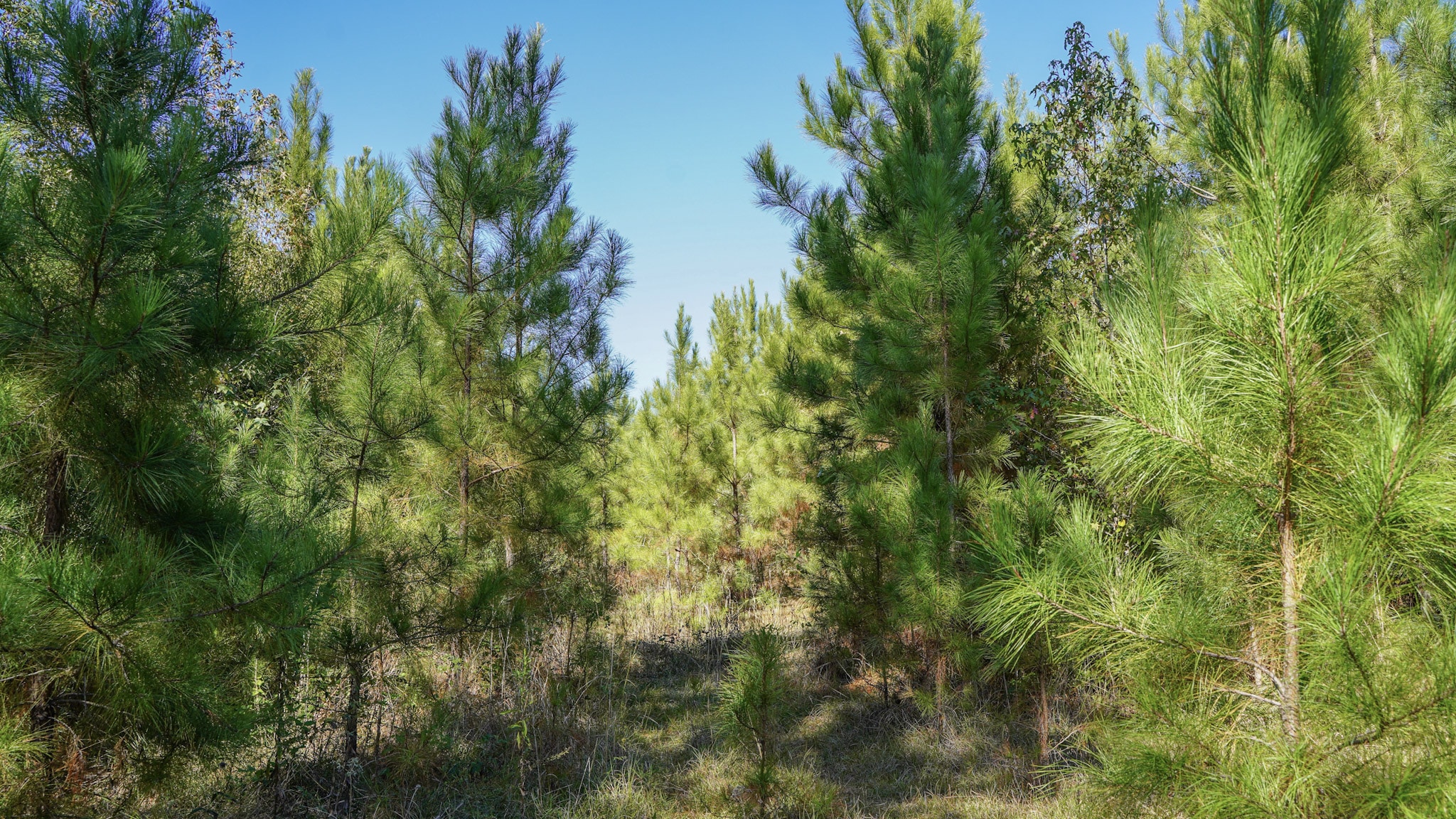 Hwy 103 - 36.93 Acres of land for sale in San Augustine County, TX